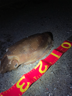 まさかのアオリイカ