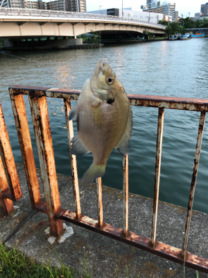 ウナギ狙いで、、