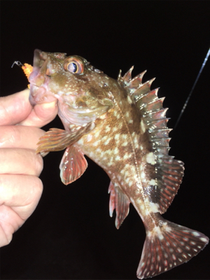 ボトルでガシラ狙い