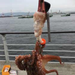 コスモで初タコ