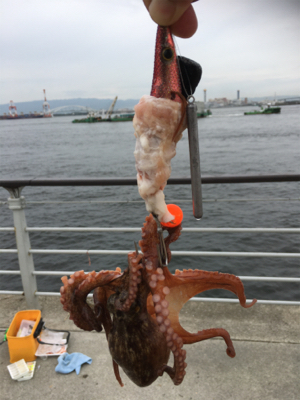 コスモで初タコ