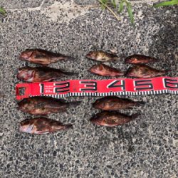 またもやガッシー