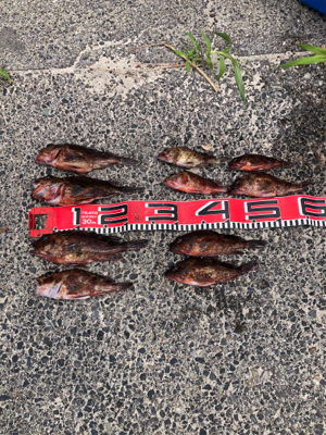 またもやガッシー