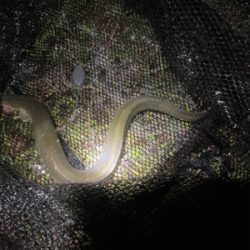 夕方からぶっ込み釣り