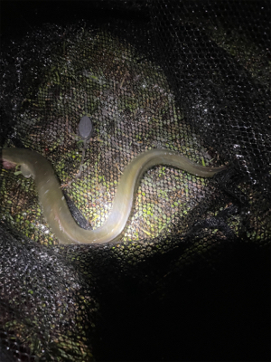 夕方からぶっ込み釣り