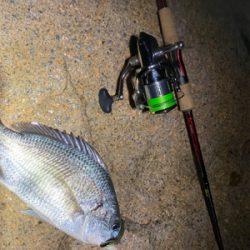 チニングとサバ釣り