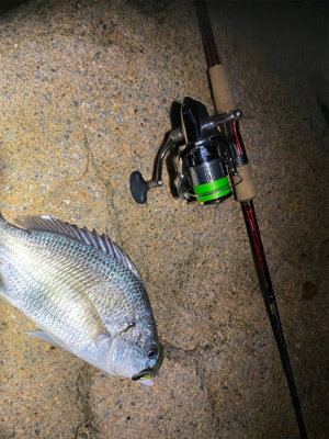 チニングとサバ釣り