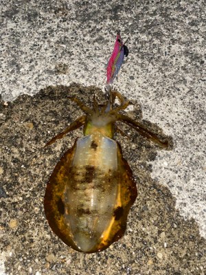 春イカシーズン終わりか？