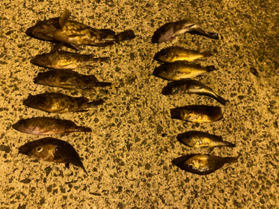 常夜灯目掛けてメバリング