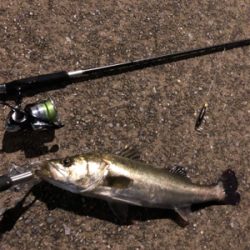 シーバス始まりました