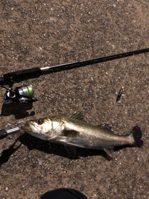 シーバス始まりました