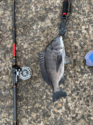 ヘチ釣り　チヌ