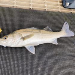 シーバス、チャリコ、エソ