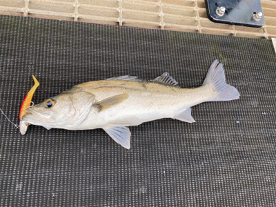 シーバス、チャリコ、エソ