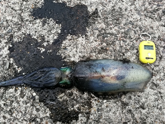 エギングから初ヤエン釣りへ～(*´▽｀)