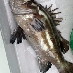 銚子、イワシ泳がせ五目