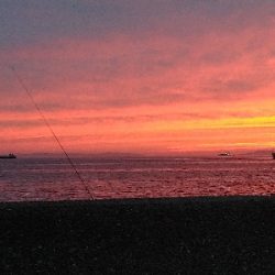 本日のお試しは、イカの塩辛！