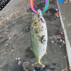 渋いっすね　波足がめっさ長いです