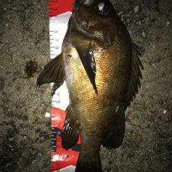 2021ライトゲーム第17戦