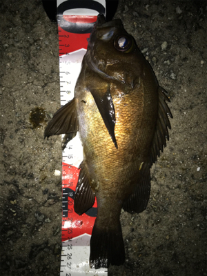 2021ライトゲーム第17戦