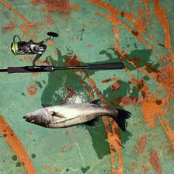 バラしてばっか