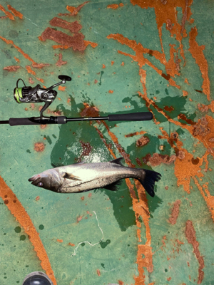 バラしてばっか