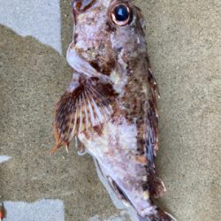 カヤックでティップランエギングにアラカブ