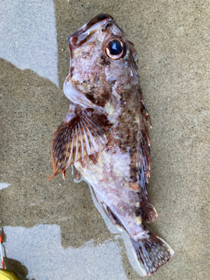 カヤックでティップランエギングにアラカブ