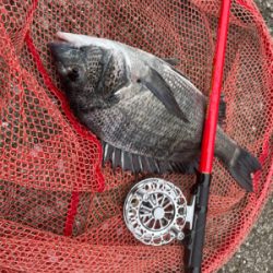 ヘチ釣り リベンジ成功