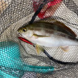 スーパーライトジギング