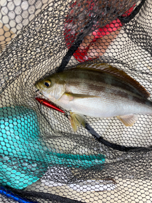 スーパーライトジギング