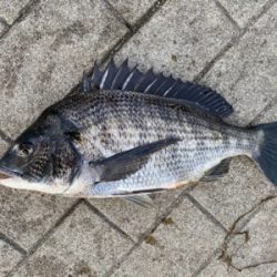 南港／タコエギで奇跡良型チヌ