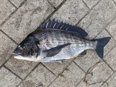南港／タコエギで奇跡良型チヌ