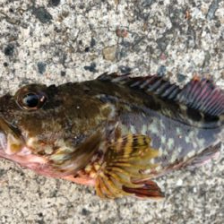 アナゴ狙いで、、、