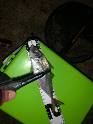 アジ・メバル・タコと満足釣行♪