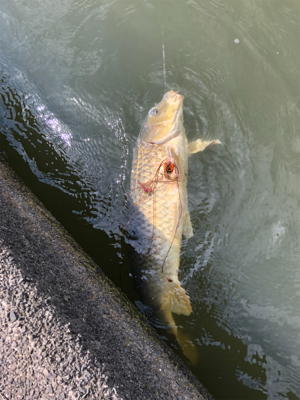 バス釣りのはずが・・・