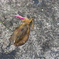 やっとアオリ。