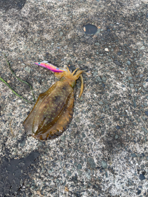 やっとアオリ。