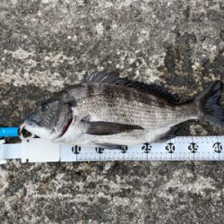 洲本港で紀州釣り