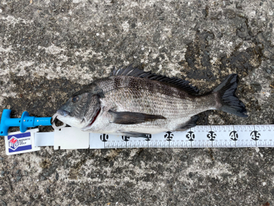 洲本港で紀州釣り