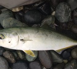 ワカシちゃんおまたせ❗️