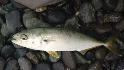 ワカシちゃんおまたせ❗&#x…