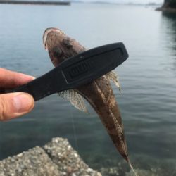 目玉が釣れた！こんな事ある！？