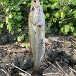 荒川　デイシーバス