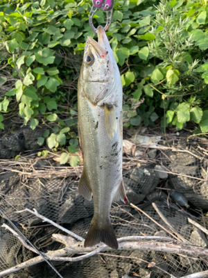 荒川　デイシーバス