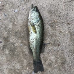 久しぶりブラックバス