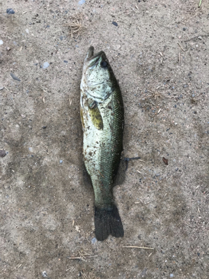 久しぶりブラックバス