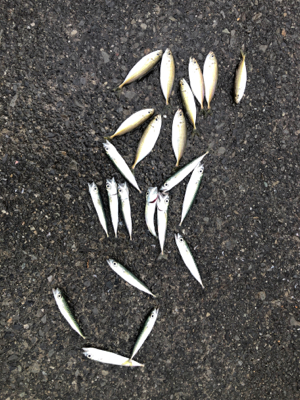 豆アジと小サバ