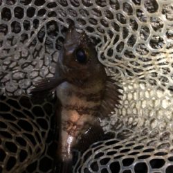 サバから逃げながらのメバリング