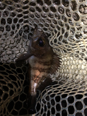 サバから逃げながらのメバリング